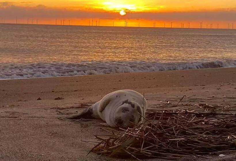 Driftwood Cabin Dog Friendly, Anderby Creek