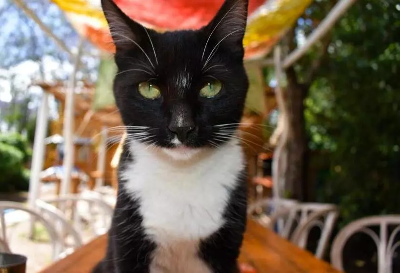 Majatalo Infinito Chill0ut