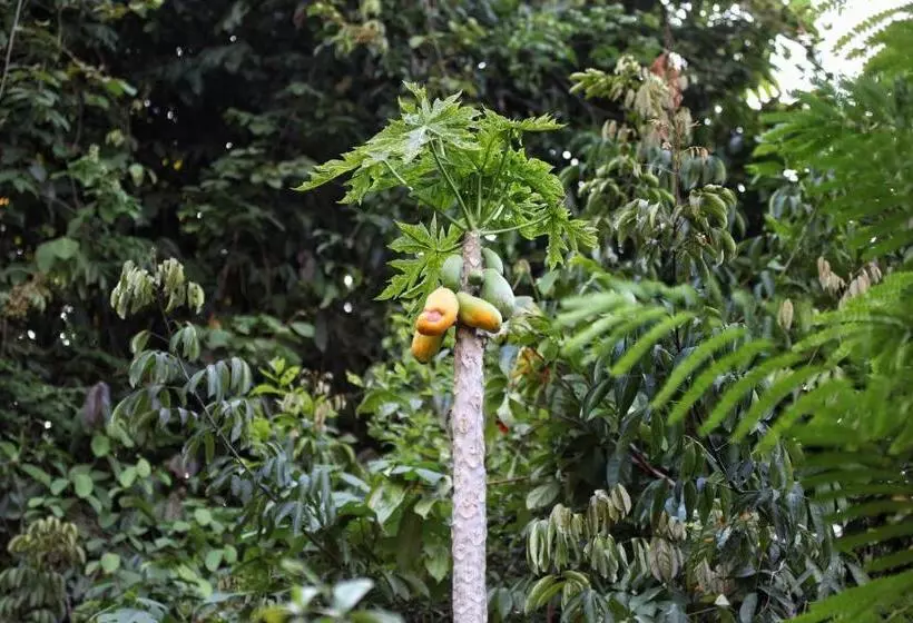 Majatalo You Ran Tai