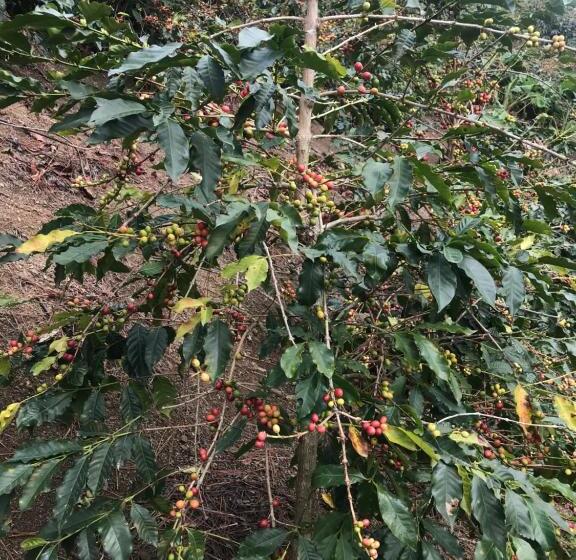 تختخواب و صبحانه J&l Mountainside Retreat Family Hq