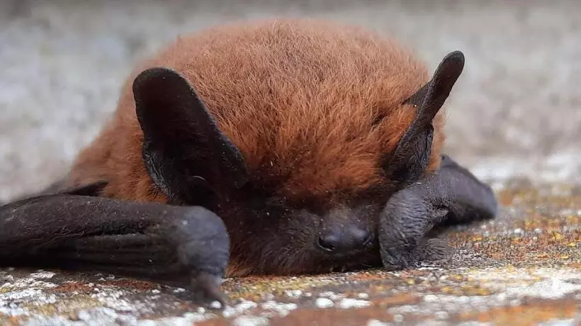 Aamiaismajoitus (B&B) La Petite Taupe   Chambres D Hôtes