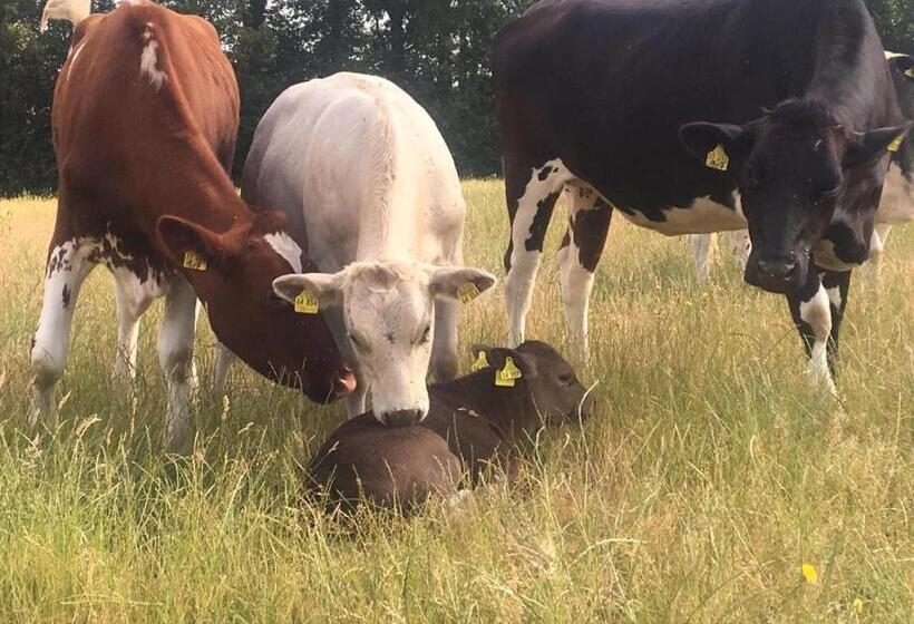 Heidehof Pension B & B