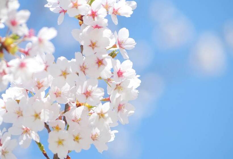 Hostal Reposo Hikifune Lodge   Hostel