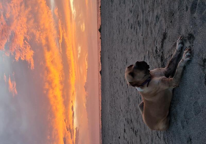 בית מלון כפרי Chevere Beach Cabanas Sas