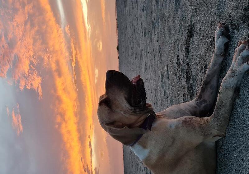 בית מלון כפרי Chevere Beach Cabanas Sas