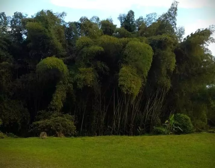 ホテル Filandia   Finca Rural La Guadalupana