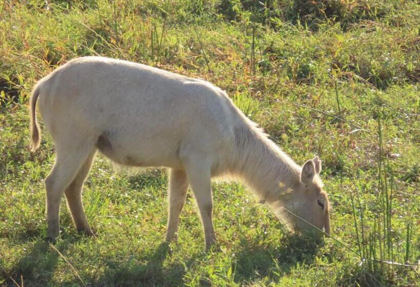 פנסיון Hennie's Rest