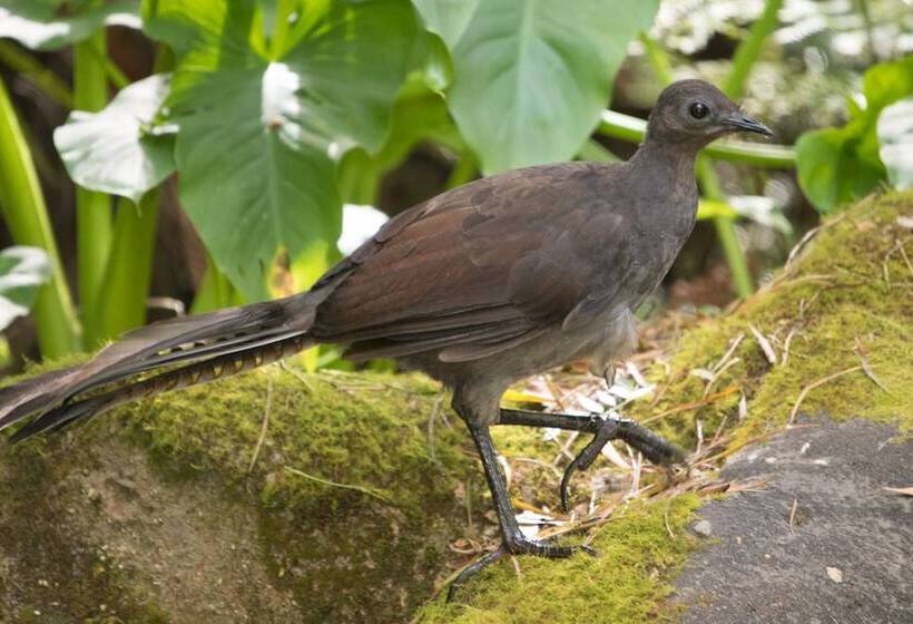 ベッドアンドブレックファースト Myers Creek Cascades Luxury Cottages