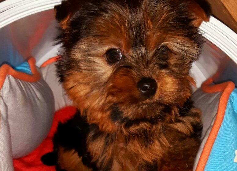 تختخواب و صبحانه Chambres Et Table D Hôtes Le Jardin De Tesse