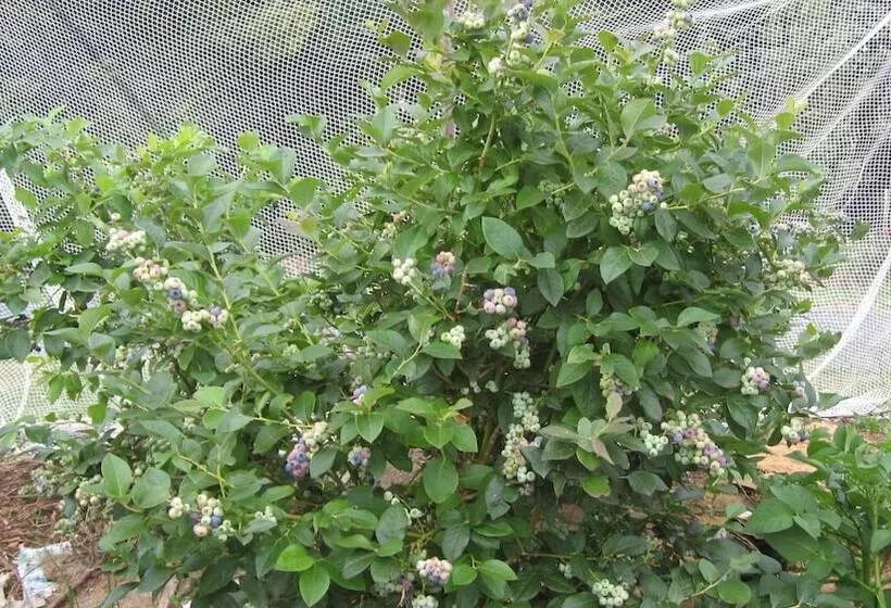 Blueberry B & B