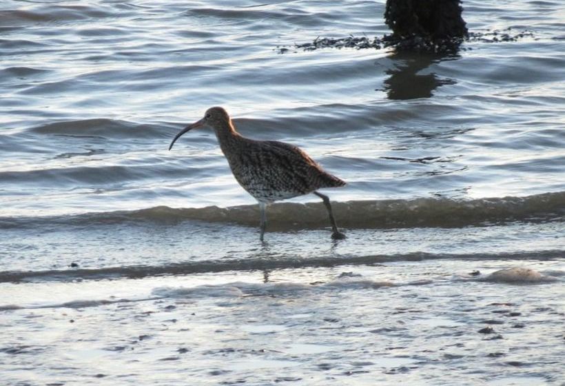 بنسيون The Landings @ 83