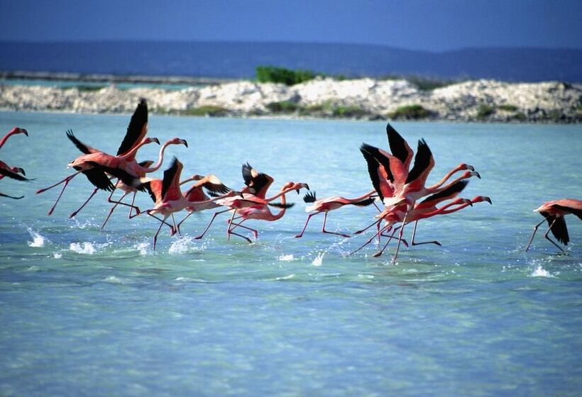 Corallium Hotel & Villas Bonaire