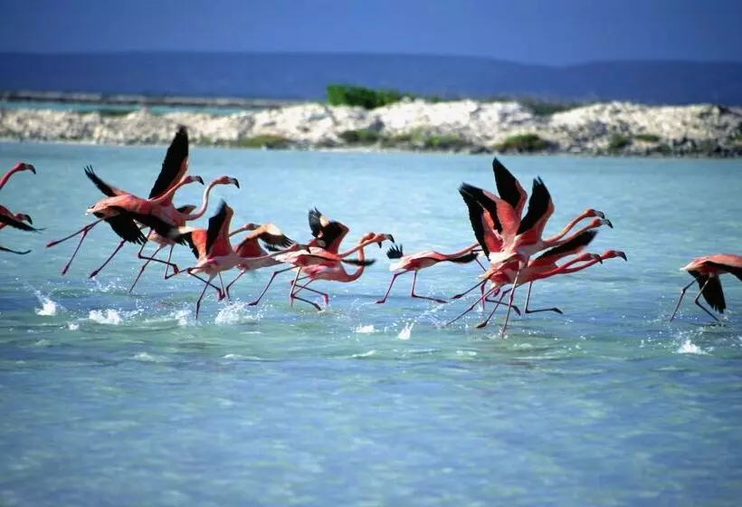 Corallium Hotel & Villas Bonaire