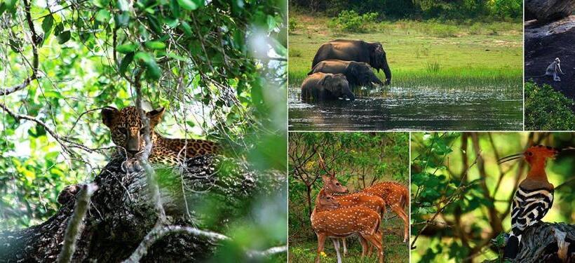 בית מלון כפרי Nilketha Yala Tissamaharama