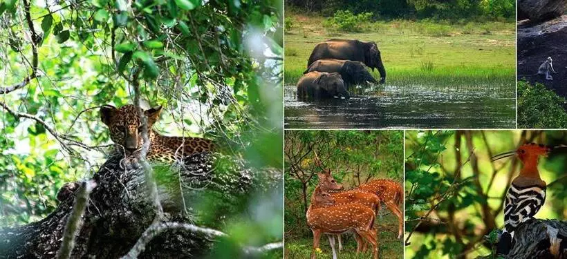 Hotelli Nilketha Yala Tissamaharama