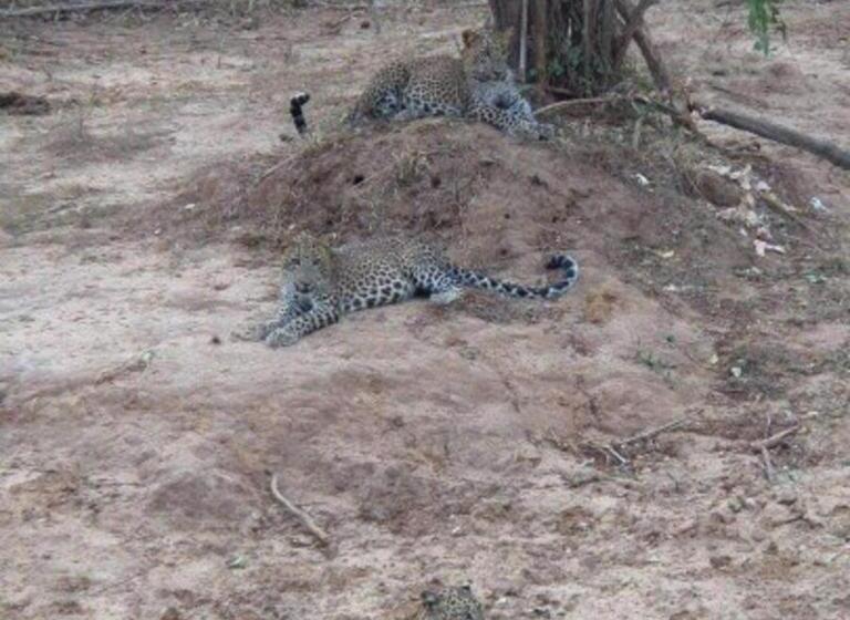 בית מלון כפרי Nilketha Yala Tissamaharama