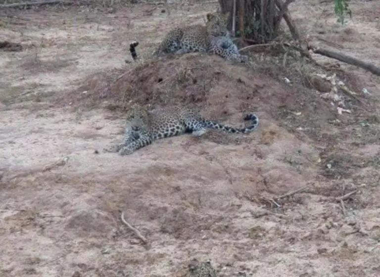 Hotelli Nilketha Yala Tissamaharama
