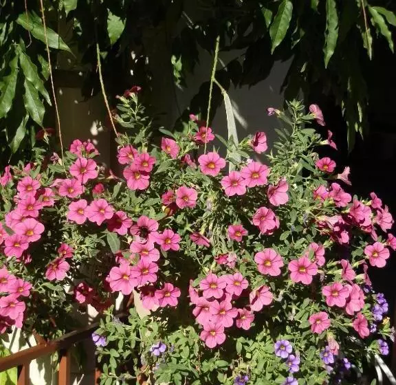 La Beytina  B&b And Apartment