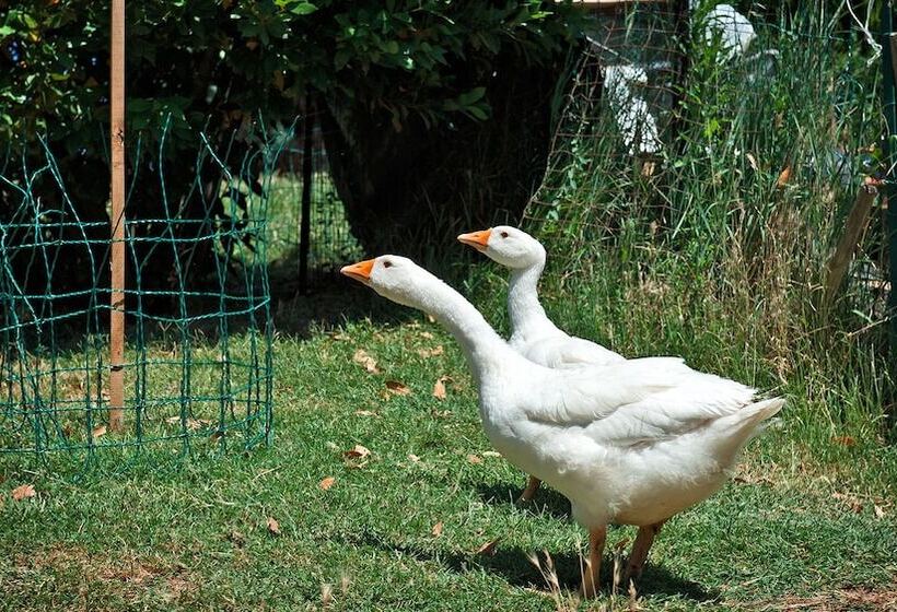 ホテル Agriturismo La Buca Di Bellugi