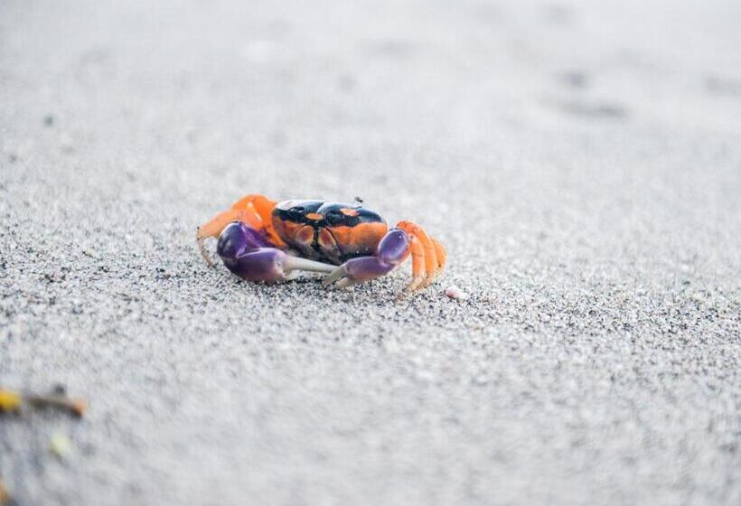 Aamiaismajoitus (B&B) Makanas Beach Bungalows