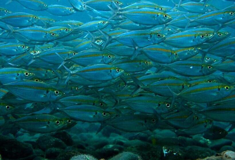 Отель Double One Villas Amed Ii