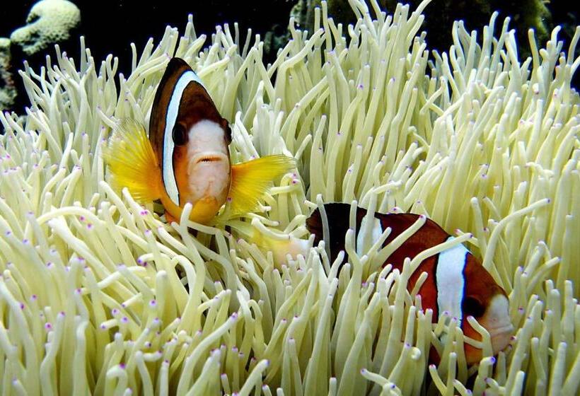 Отель Double One Villas Amed Ii