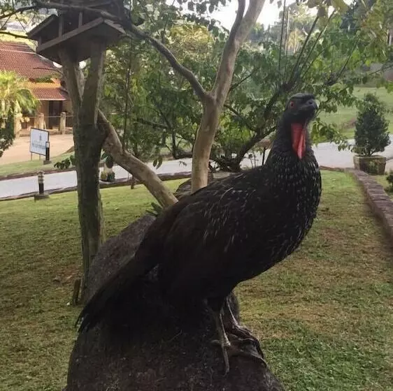 ホテル Pousada Pomerode