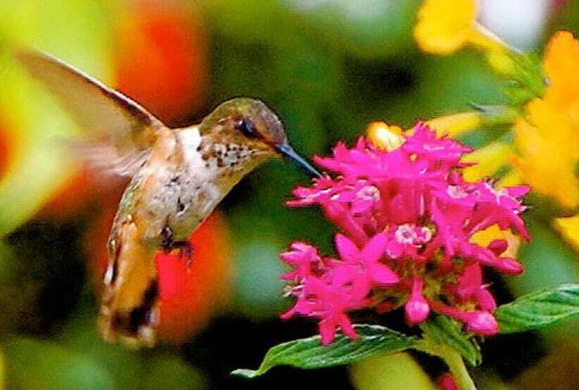 ホテル Boquete Garden Inn