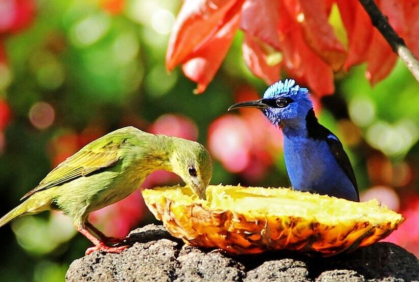 ホテル Boquete Garden Inn