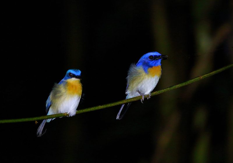 ホテル Nature Lodge Kinabatangan