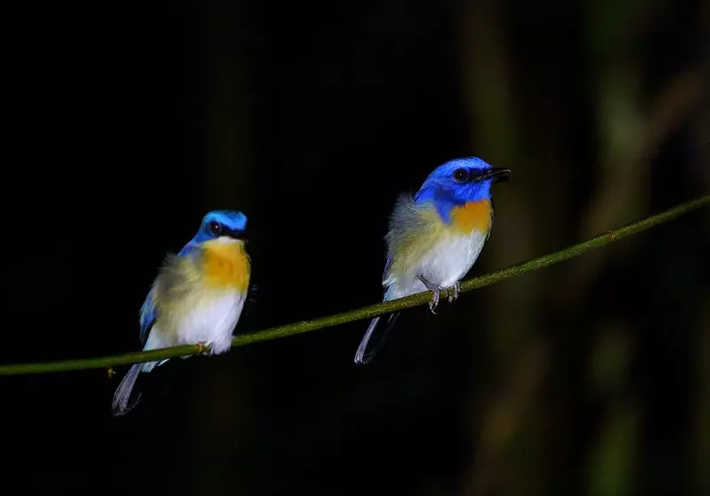 هتل Nature Lodge Kinabatangan