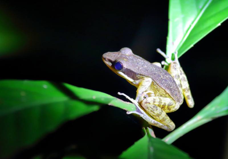 ホテル Nature Lodge Kinabatangan