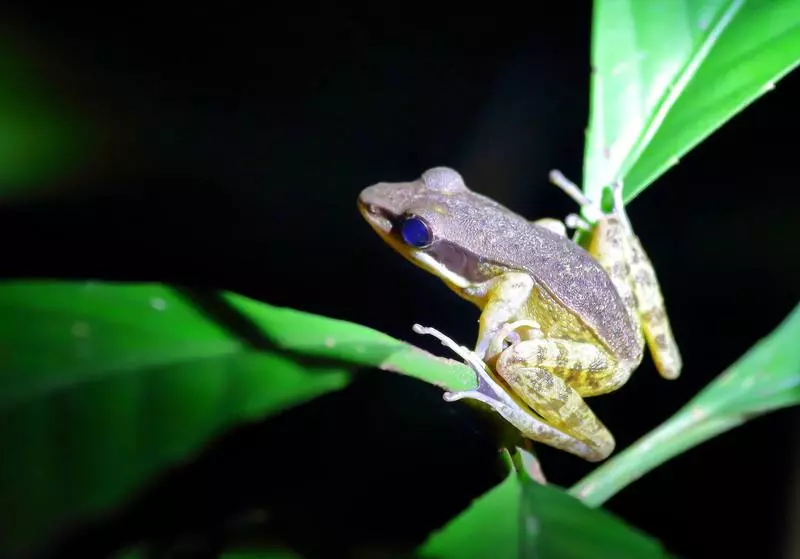 هتل Nature Lodge Kinabatangan