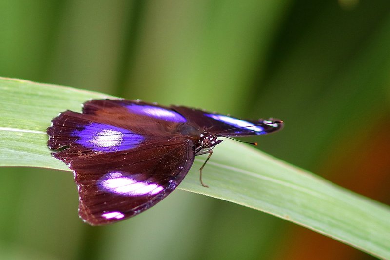 ホテル Nature Lodge Kinabatangan