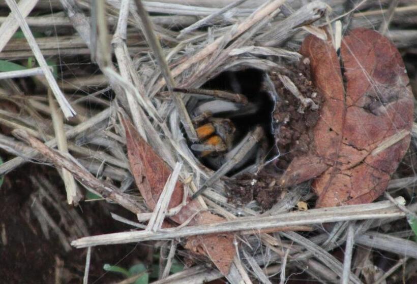 Отель Rhino Walking Safaris