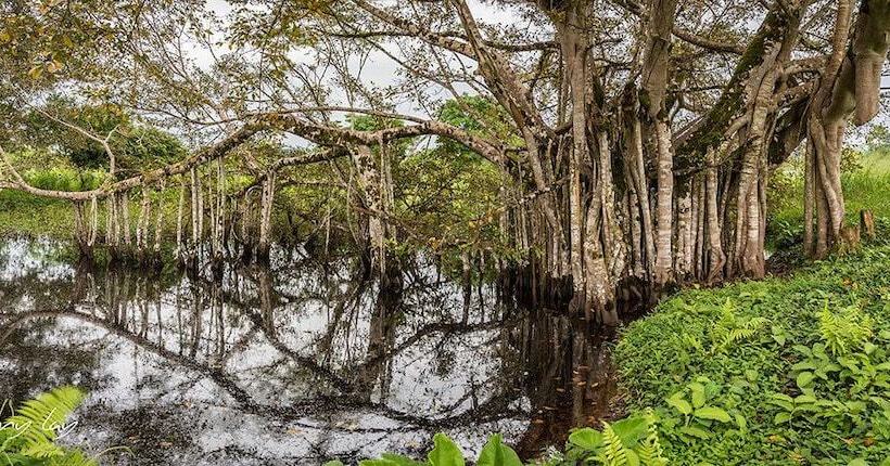 فندق Natural Green Lounge