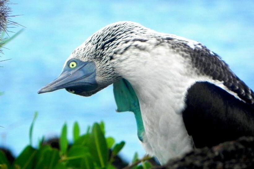 مبيت وإفطار Cormorant Beach House