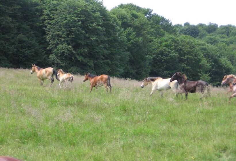 تختخواب و صبحانه Zoltán & Erika Panzió Parajd