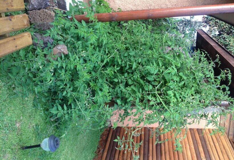 בית מלון כפרי Cabañas Anakena