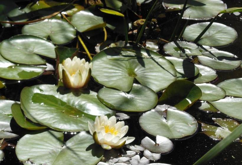 Bed and Breakfast ô Doux S Home