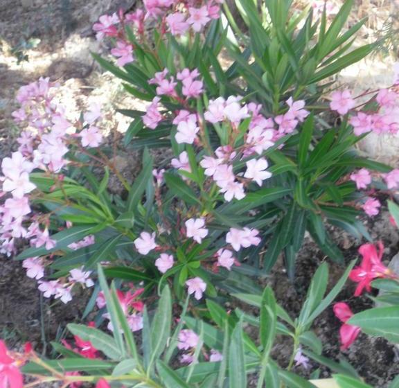 Bed and Breakfast La Dentellière