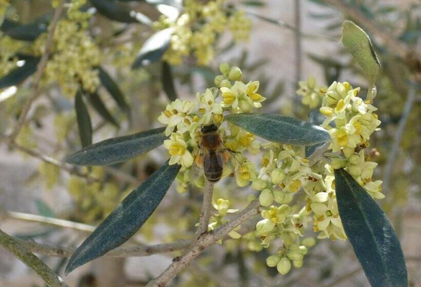 צימר Le Mas Des Loges   Les Vans / Chambonas