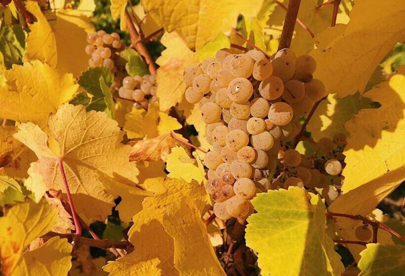 Weingut Aparthotel Olinger