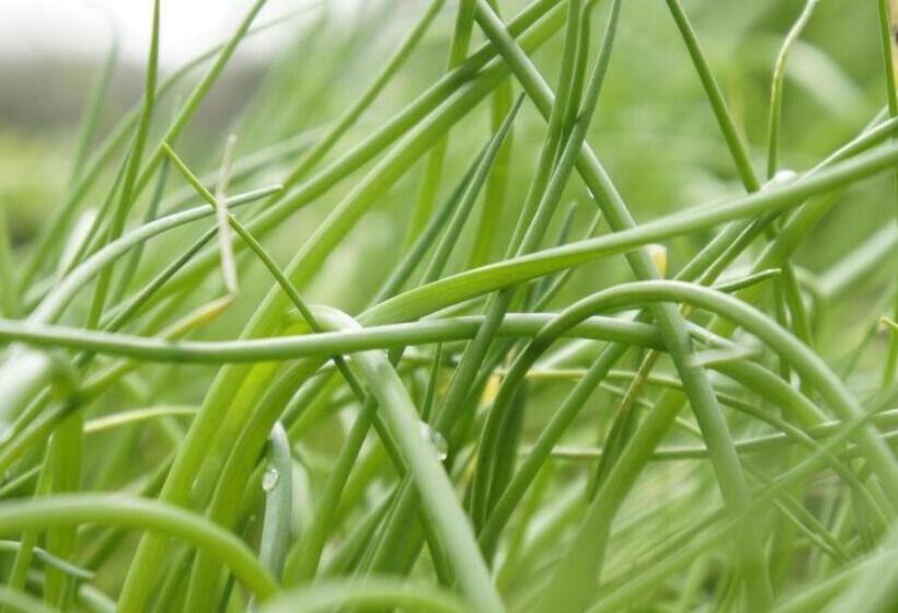 تختخواب و صبحانه Abergavenny