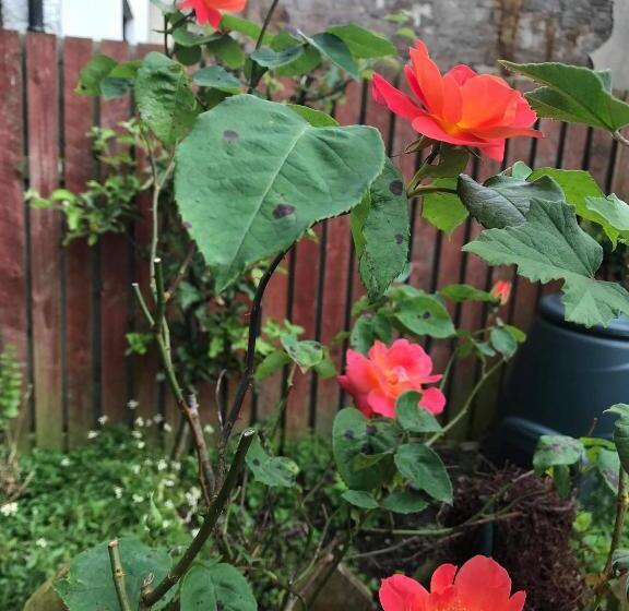 مبيت وإفطار Merchant House