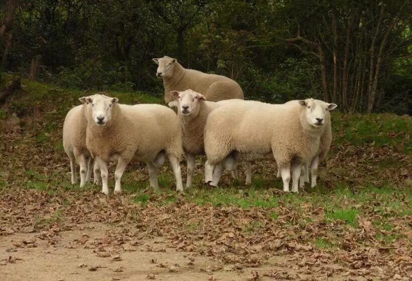 تختخواب و صبحانه Rectory Farm