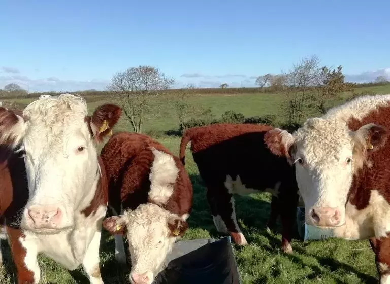 تختخواب و صبحانه Rectory Farm