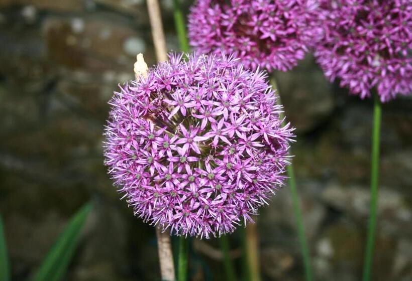 School House Cottage B&b And Tea Garden