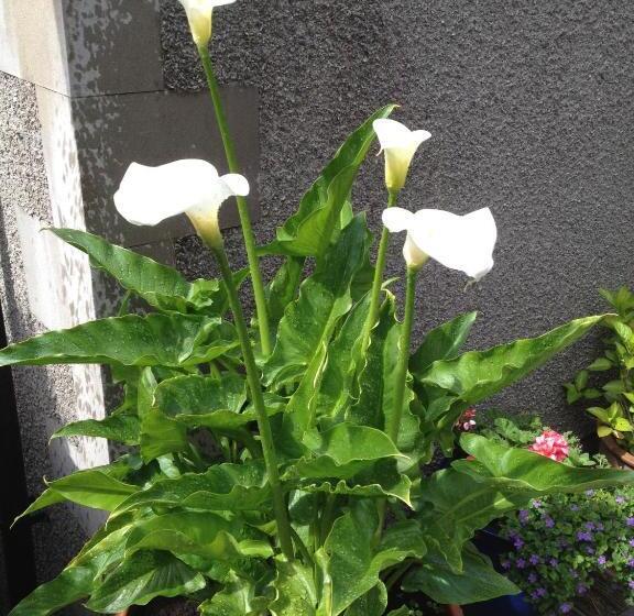 Bed and Breakfast Rosehill Guest House