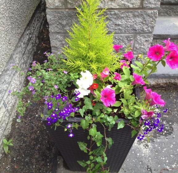 Bed and Breakfast Rosehill Guest House